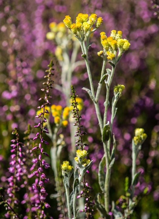 Heimat Natur : Bild