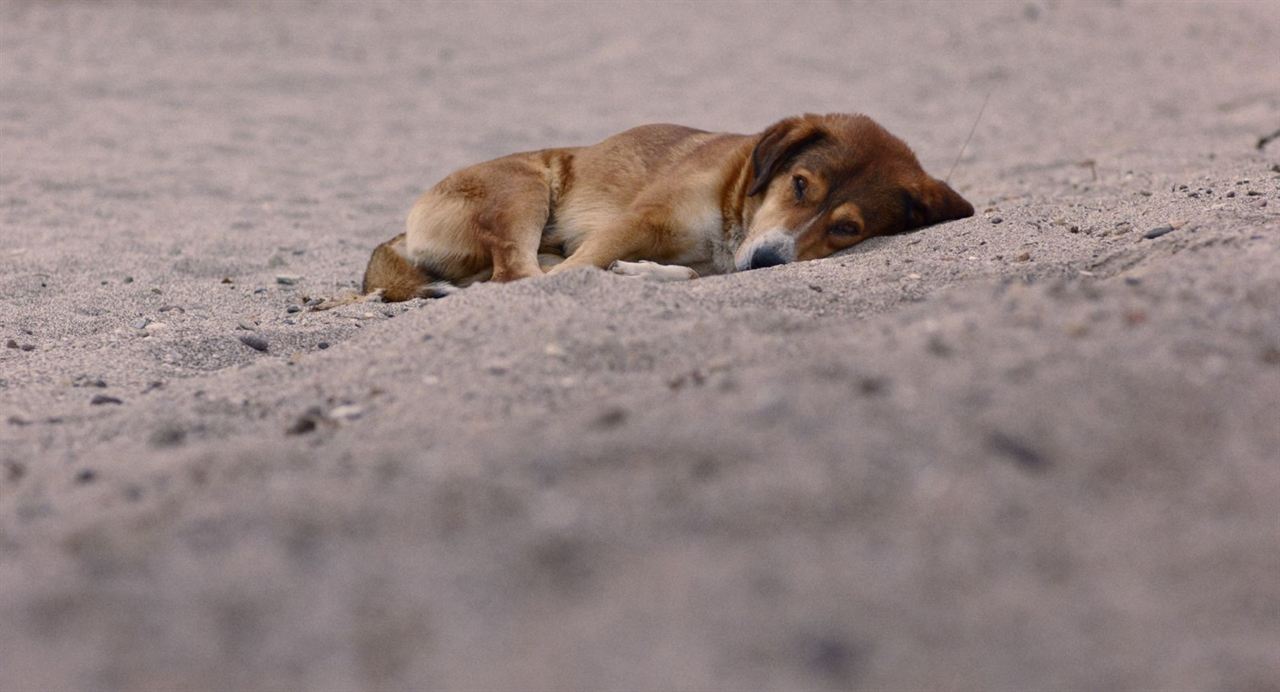 Streuner - Unterwegs mit Hundeaugen : Bild