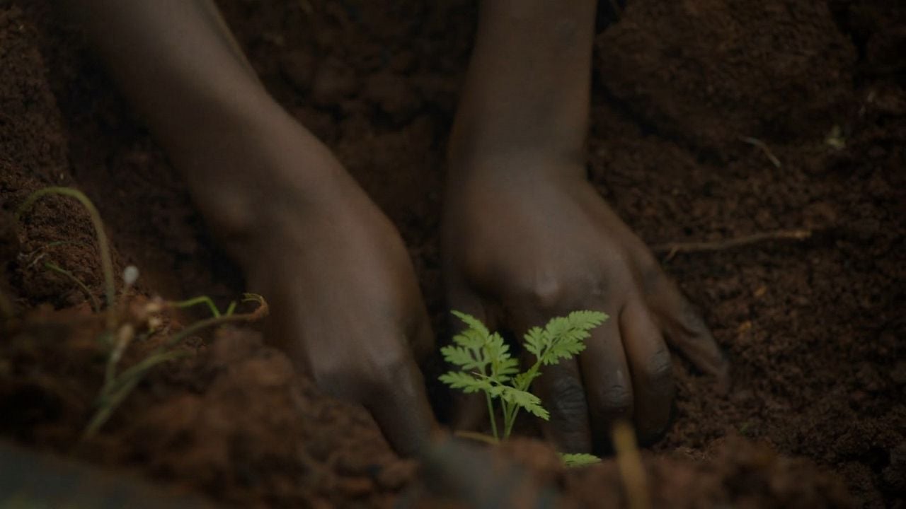 Das Fieber – Der Kampf gegen Malaria : Bild