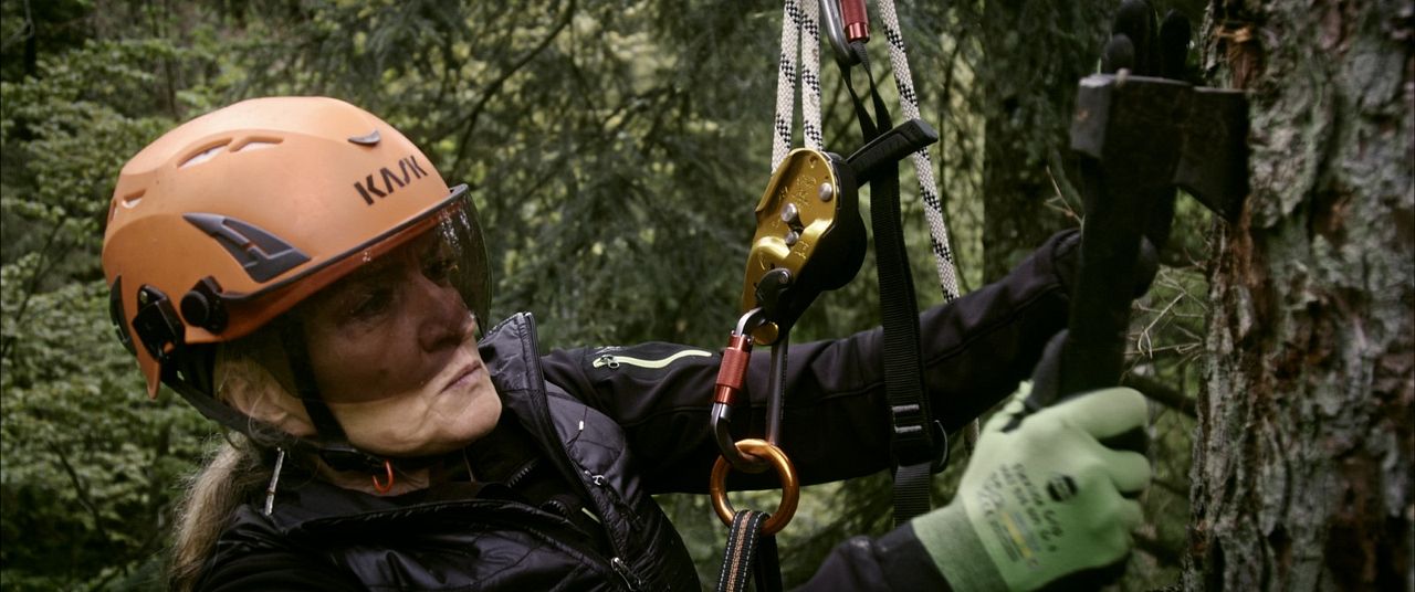 Der wilde Wald - Natur Natur sein lassen : Bild