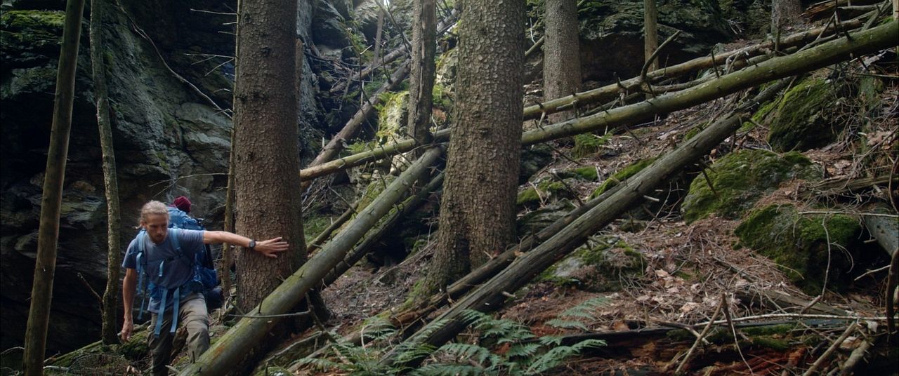 Der wilde Wald - Natur Natur sein lassen : Bild