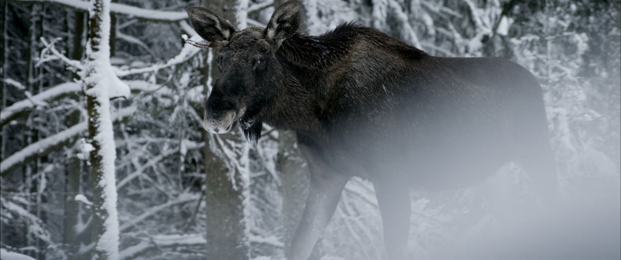 Der wilde Wald - Natur Natur sein lassen : Bild