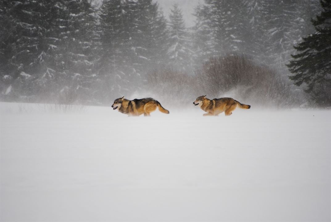 Wilde Alpen : Bild