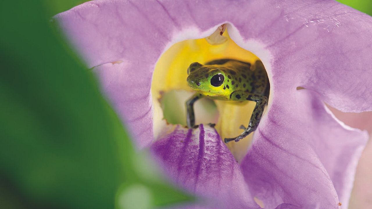 Das Leben in Farbe mit David Attenborough : Bild