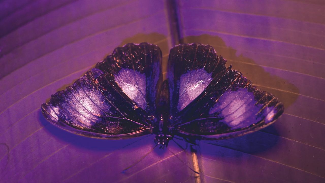 Das Leben in Farbe mit David Attenborough : Bild