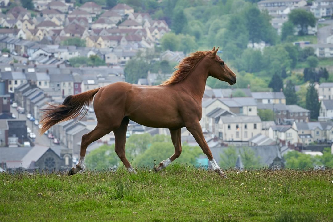 Dream Horse : Bild