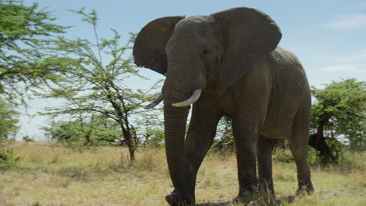 Breaking Boundaries: Die Wissenschaft hinter "Unser Planet" : Bild