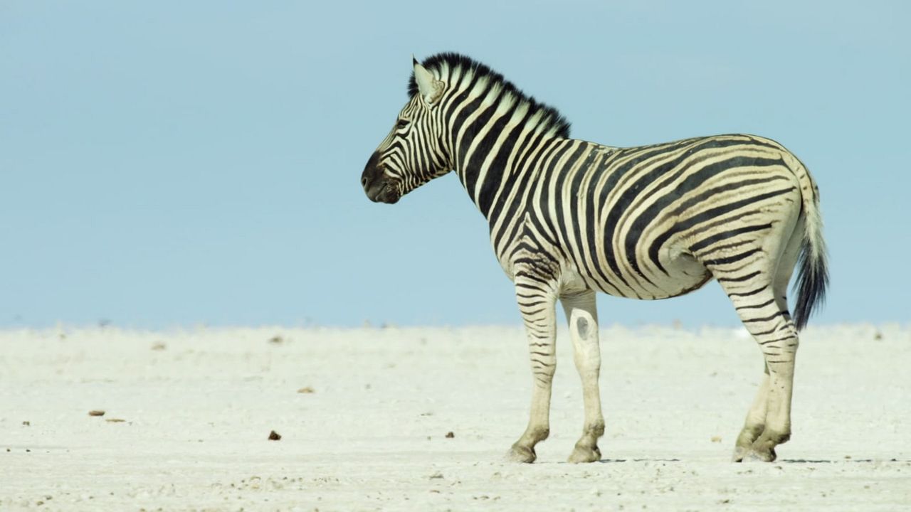 Breaking Boundaries: Die Wissenschaft hinter "Unser Planet" : Bild