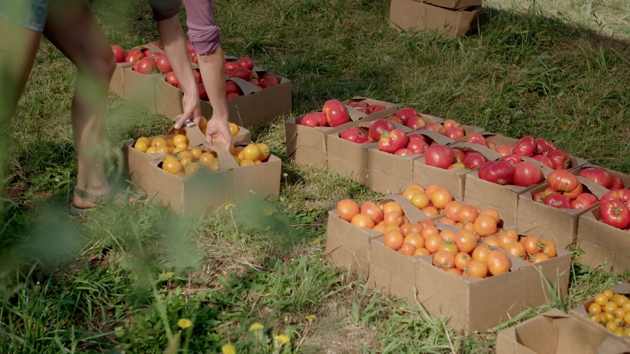 Wurzeln des Überlebens : Bild