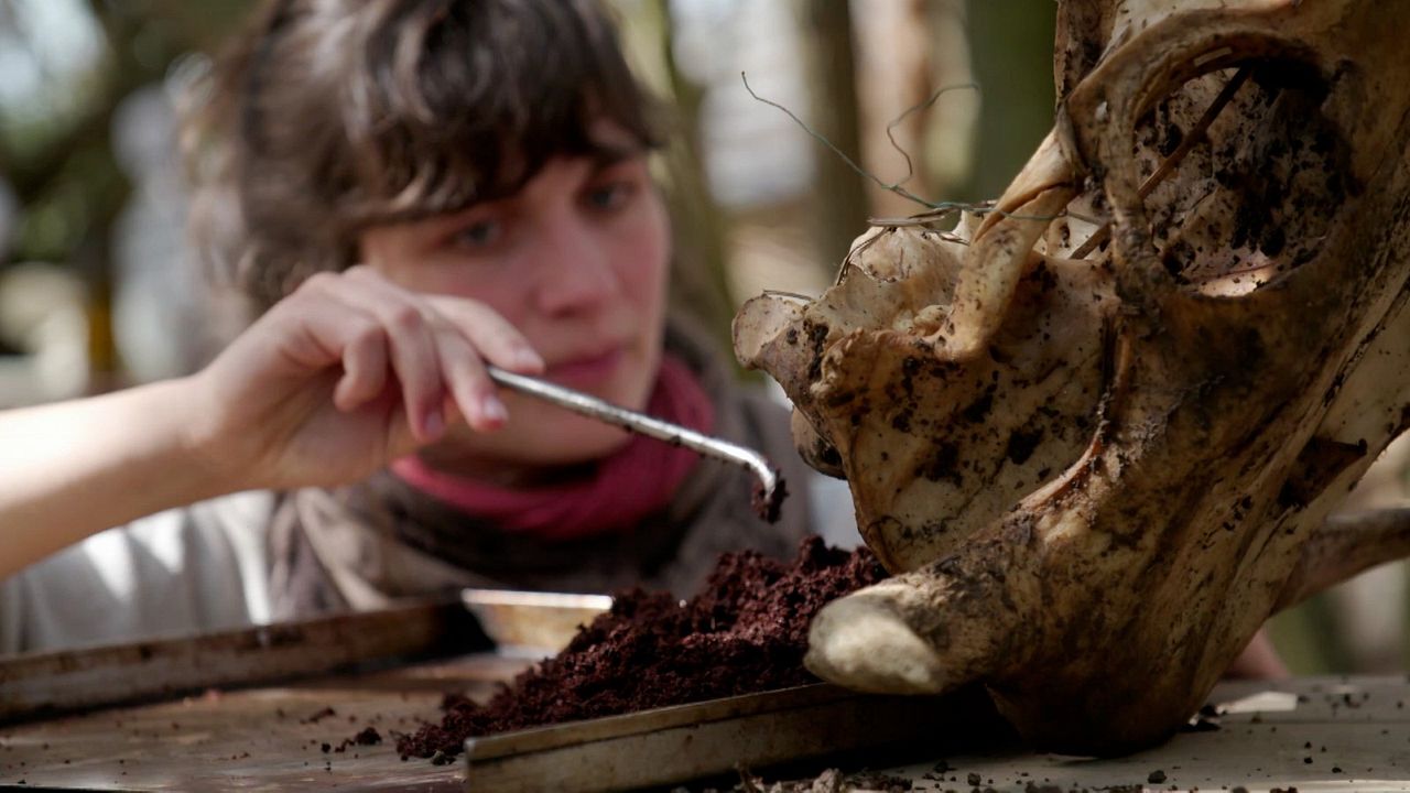 Wurzeln des Überlebens : Bild