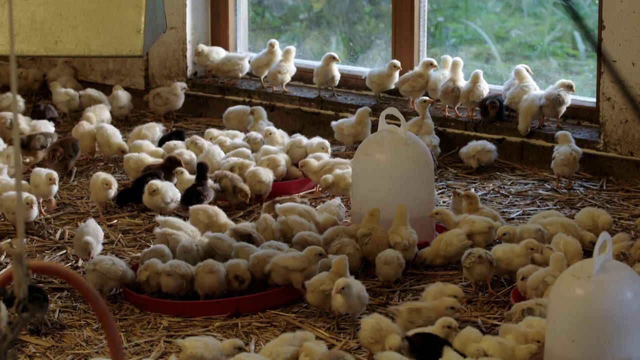 Wurzeln des Überlebens : Bild