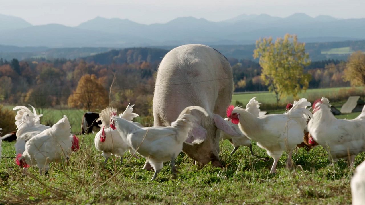 Wurzeln des Überlebens : Bild