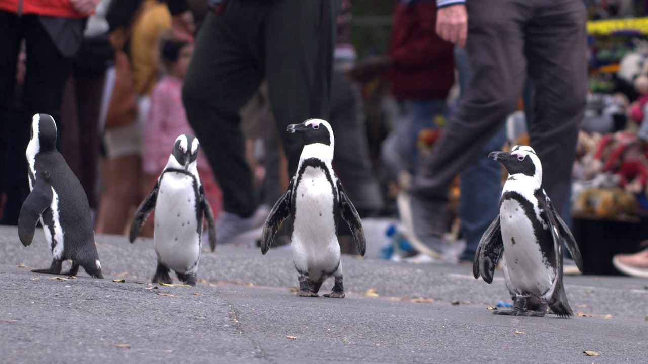 Stadt der Pinguine : Bild