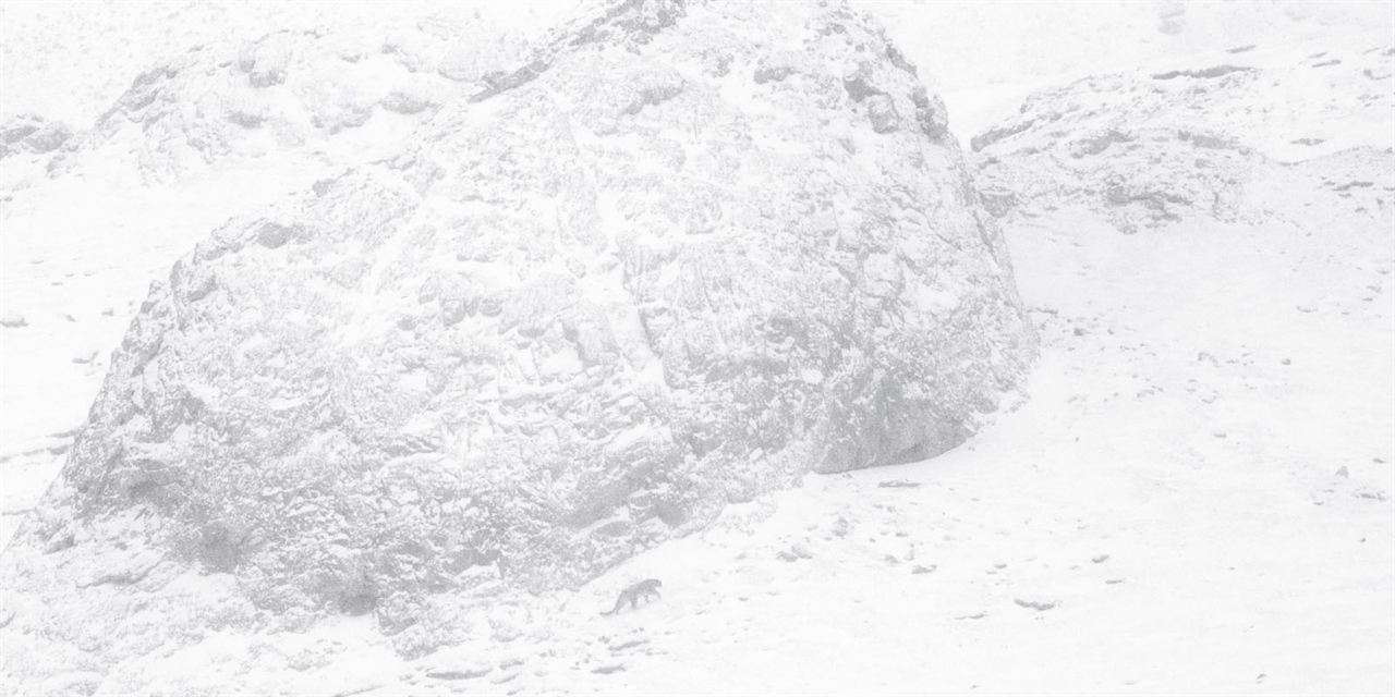 Der Schneeleopard : Bild