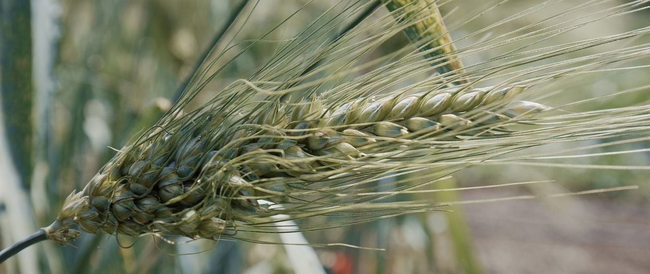 Bier - A Love Story : Bild