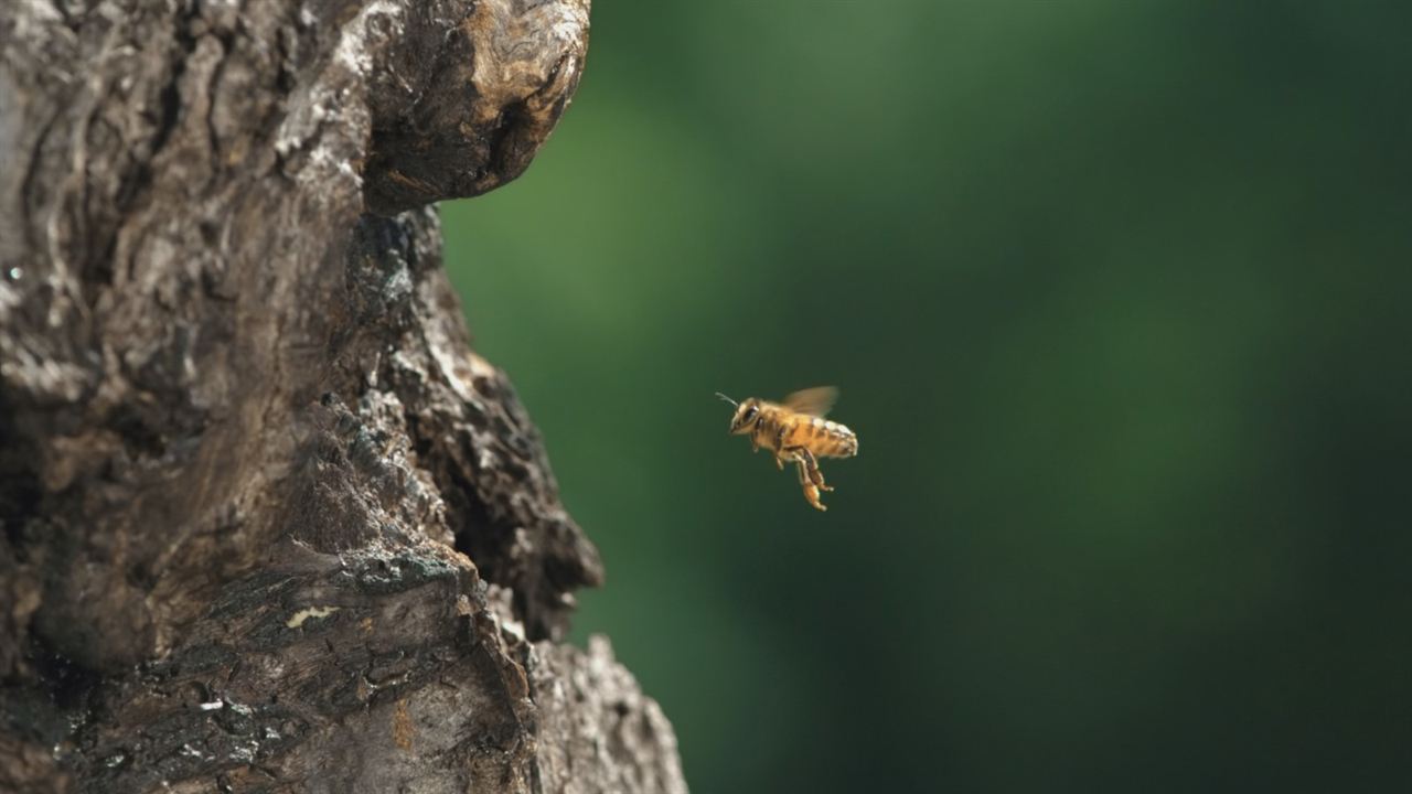 Tagebuch einer Biene : Bild