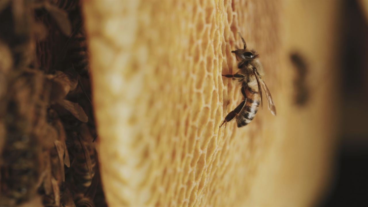 Tagebuch einer Biene : Bild