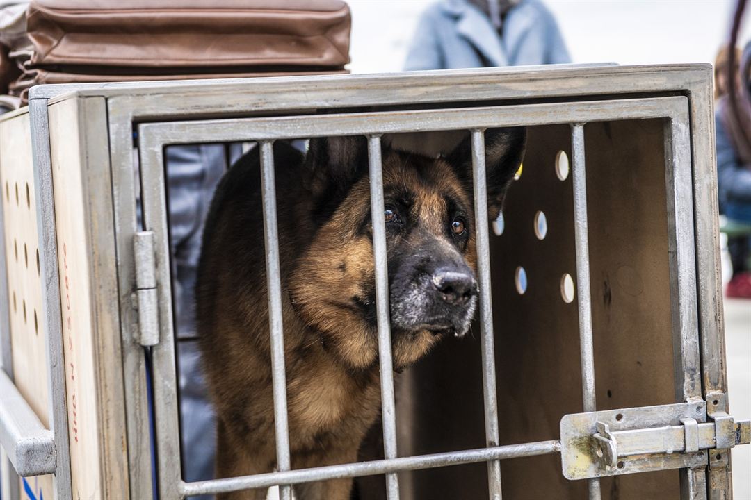 Ein Hund namens Palma : Bild