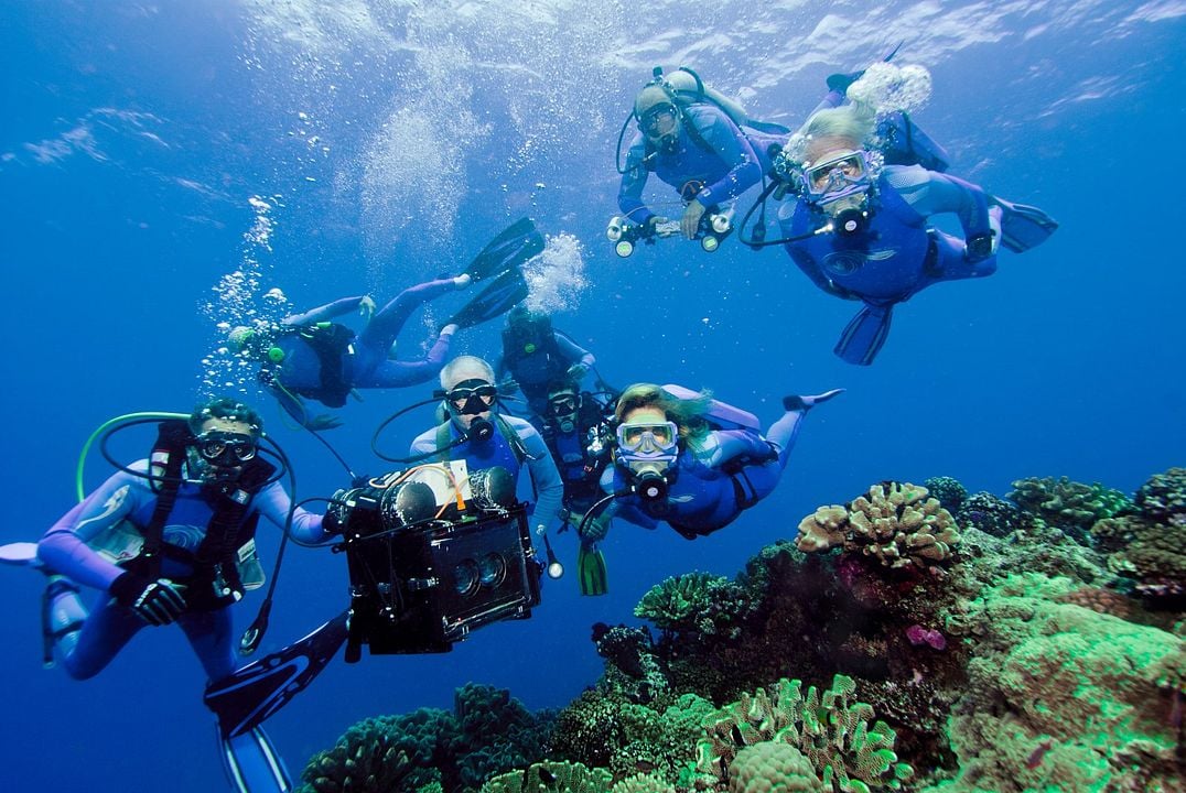 Wonders Of The Sea : Bild