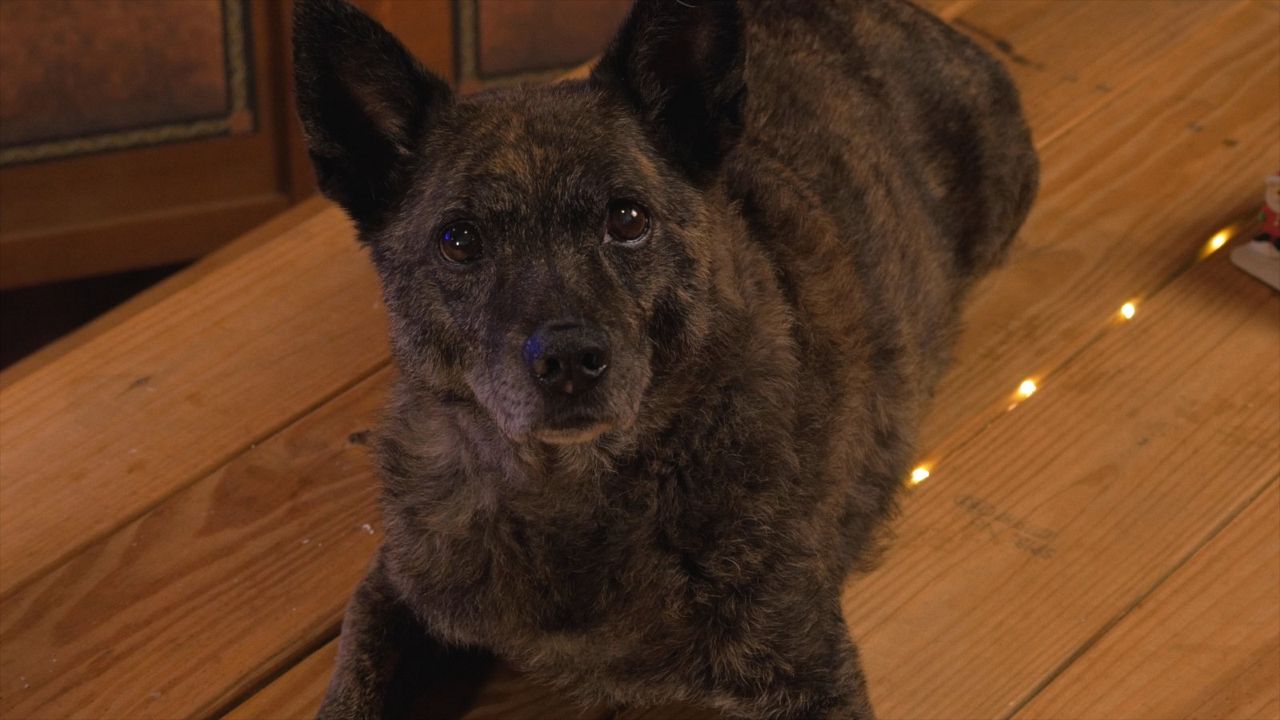 A Santa Story - Ein tierisches Weihnachten : Bild