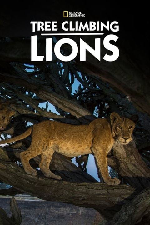 Tree Climbing Lions : Kinoposter