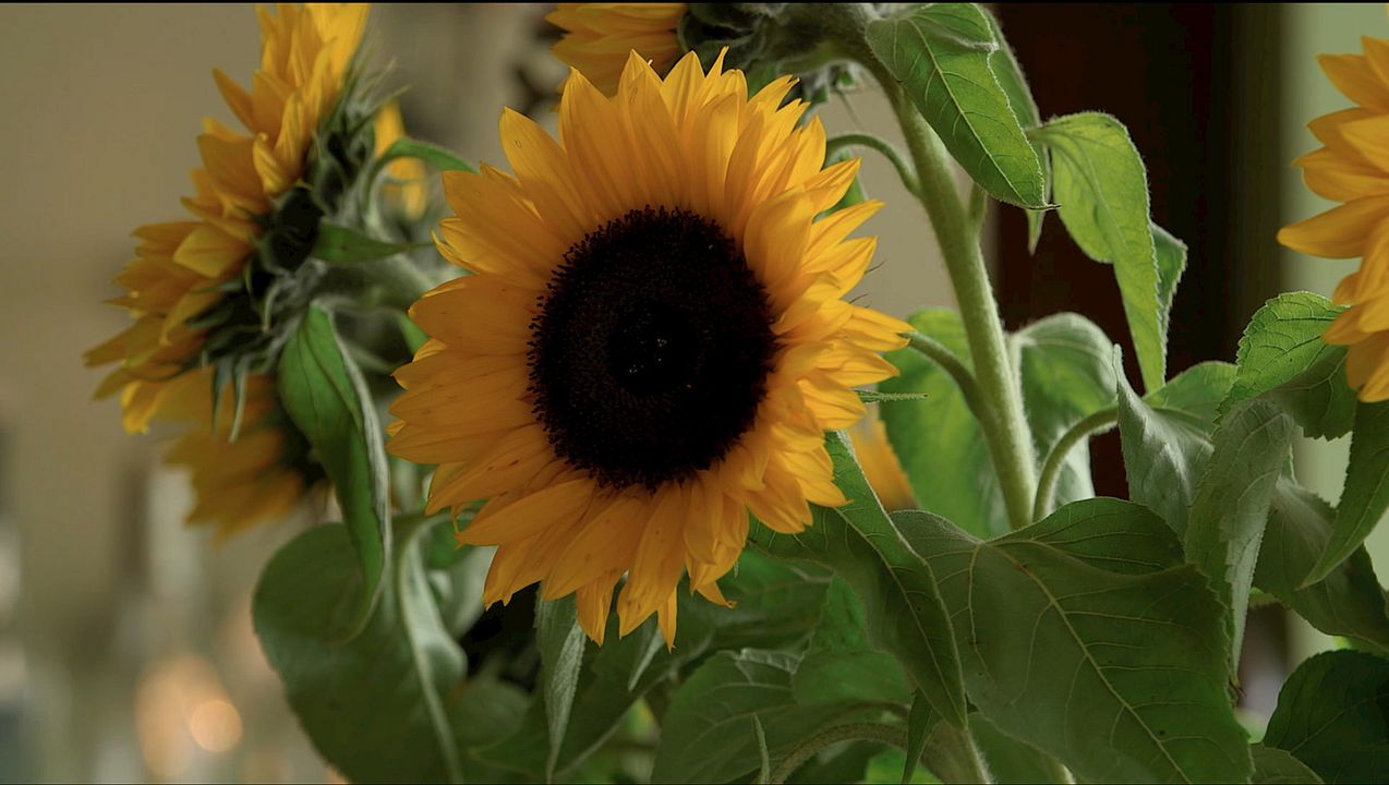 Exhibition On Screen: Sonnenblumen : Bild