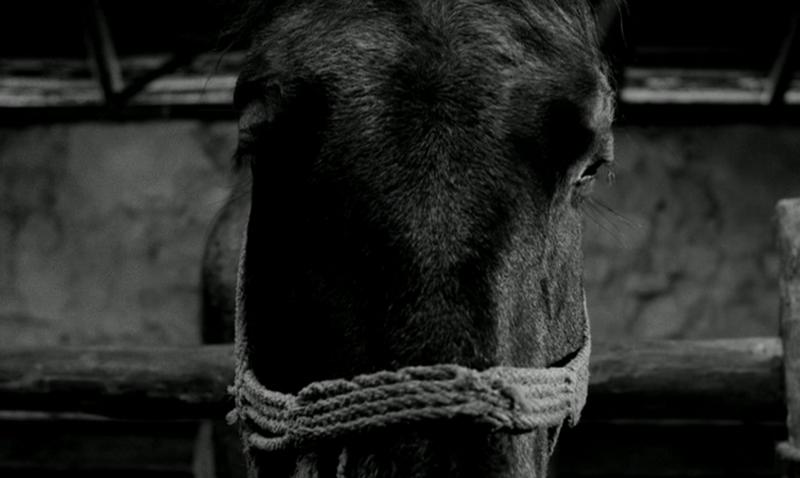 Das Turiner Pferd : Bild