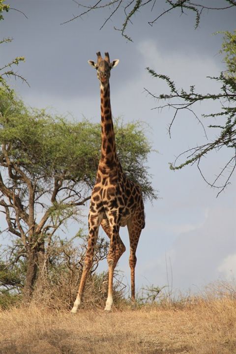 African Safari 3D : Bild