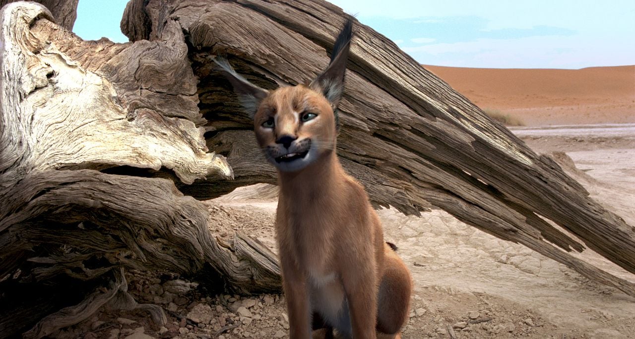 Magische Reise nach Afrika : Bild