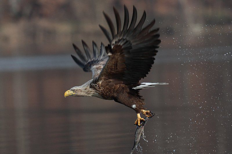 Deutschlands wilde Vögel : Bild