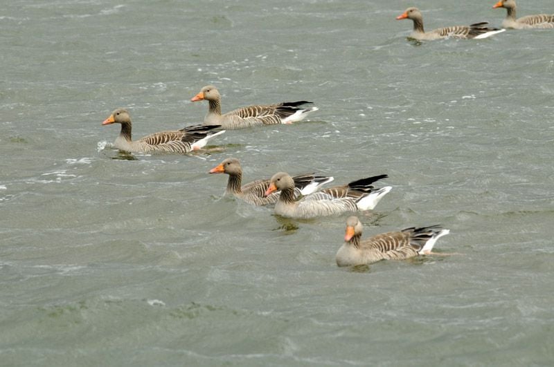 Deutschlands wilde Vögel : Bild