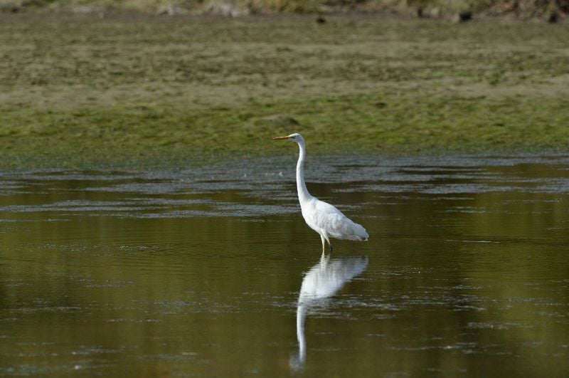 Deutschlands wilde Vögel : Bild