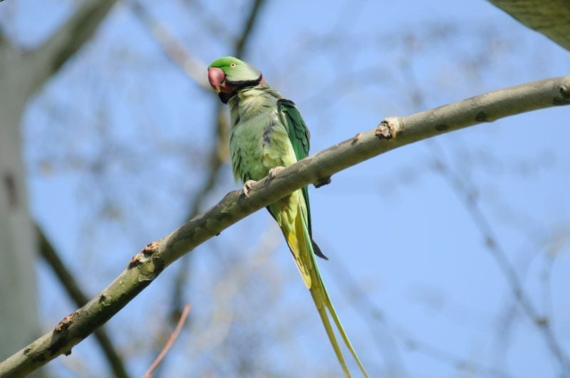 Deutschlands wilde Vögel : Bild