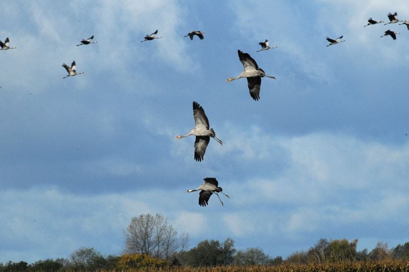 Deutschlands wilde Vögel : Bild