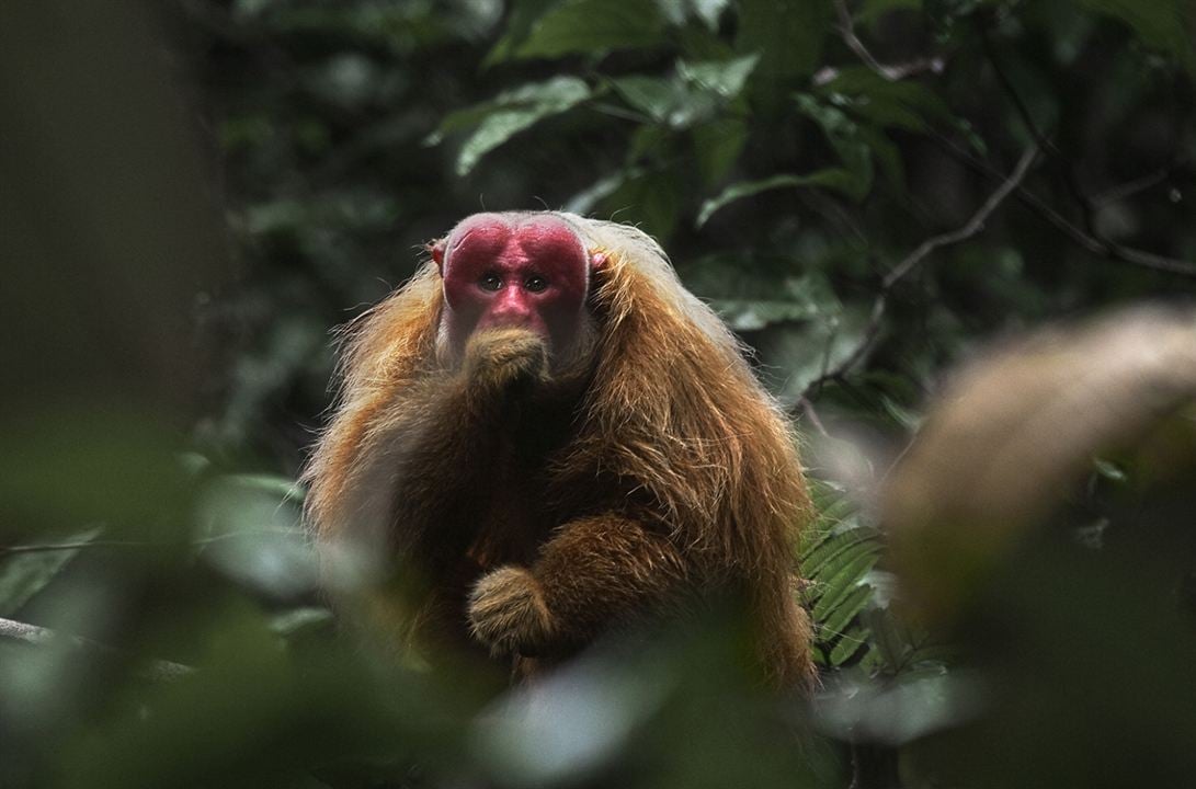 Amazonia - Abenteuer im Regenwald : Bild