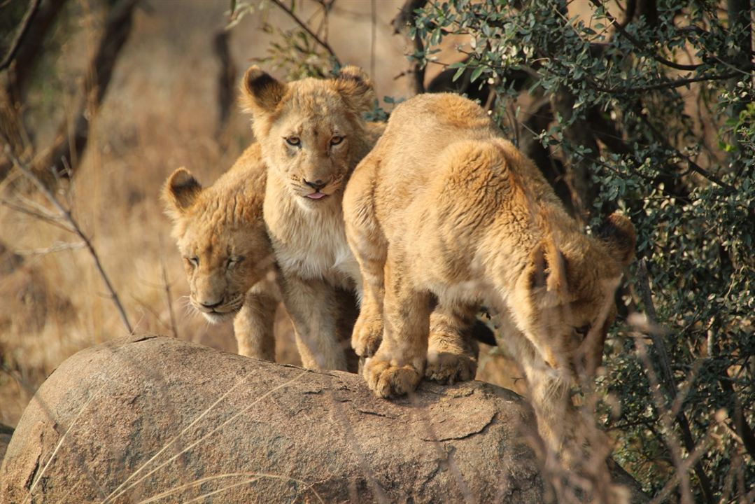African Safari 3D : Bild