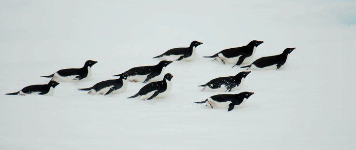 The Last Ocean : Bild