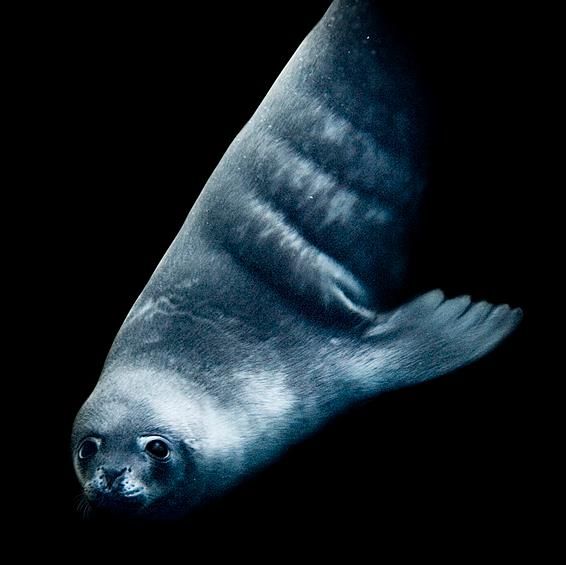 The Last Ocean : Bild