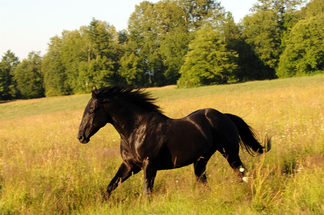Midnight Stallion - Der König der Pferde : Bild