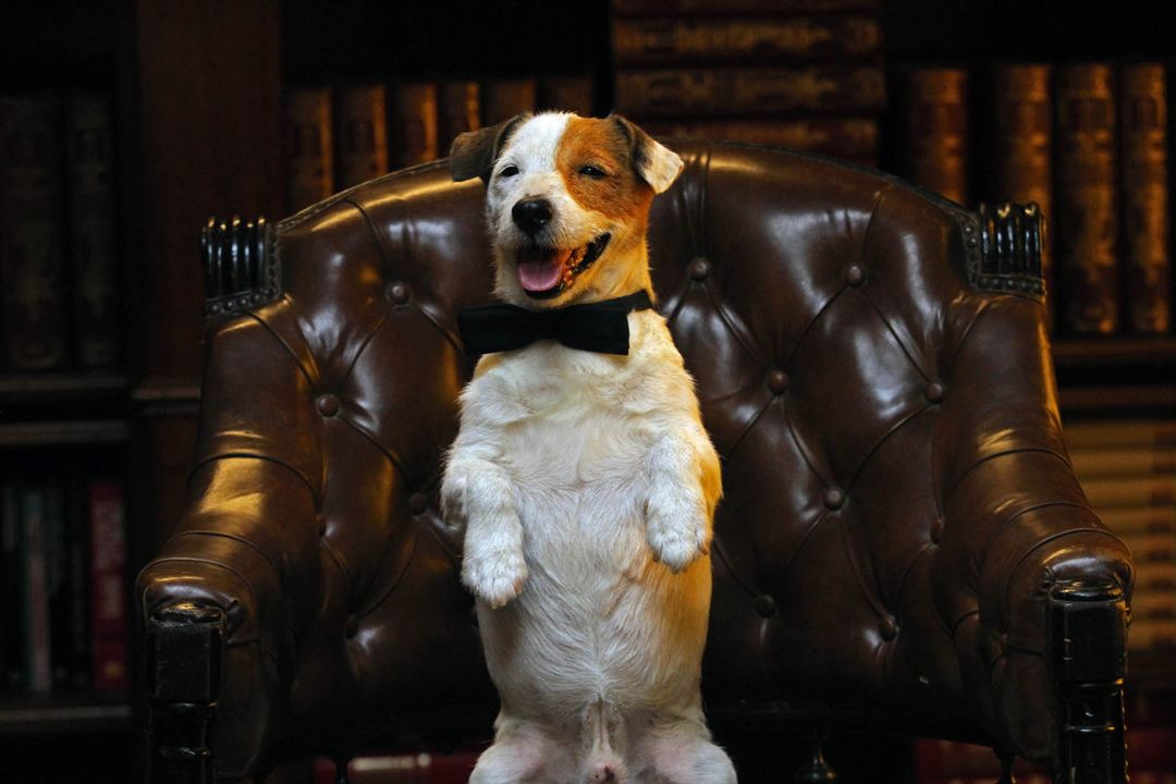 Millionaire Dog : Bild