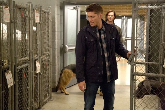 Supernatural : Bild Jensen Ackles
