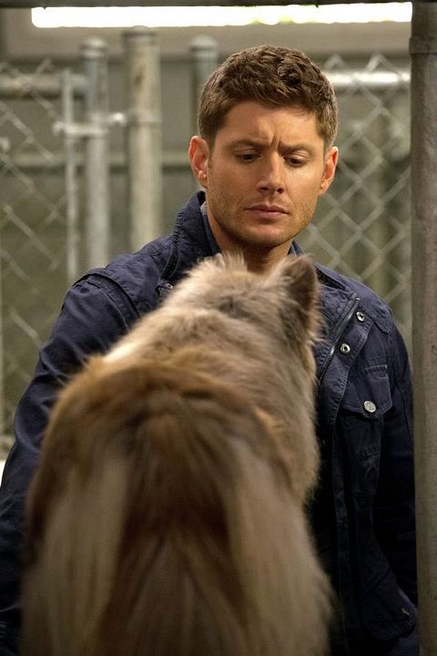 Supernatural : Bild Jensen Ackles