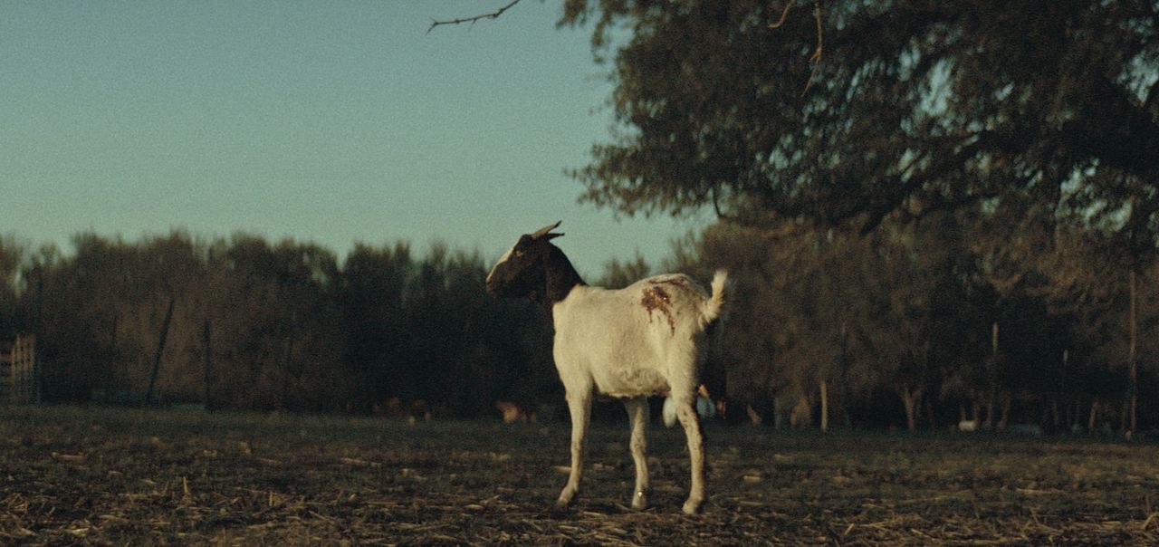 The Dark And The Wicked : Bild