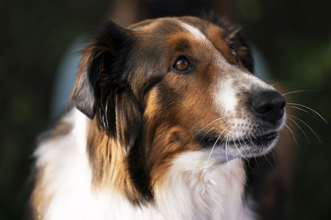 Rettungshund Ruby : Bild