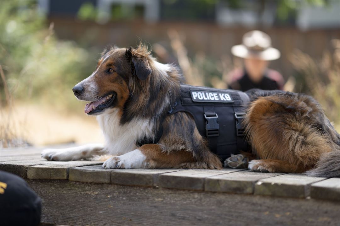 Rettungshund Ruby : Bild