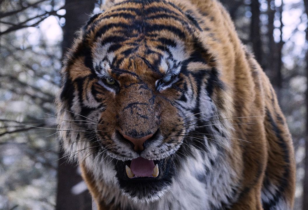 The Tiger - Legende einer Jagd : Bild