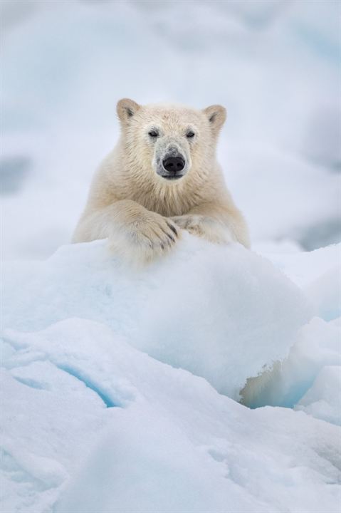 Eisbären : Bild