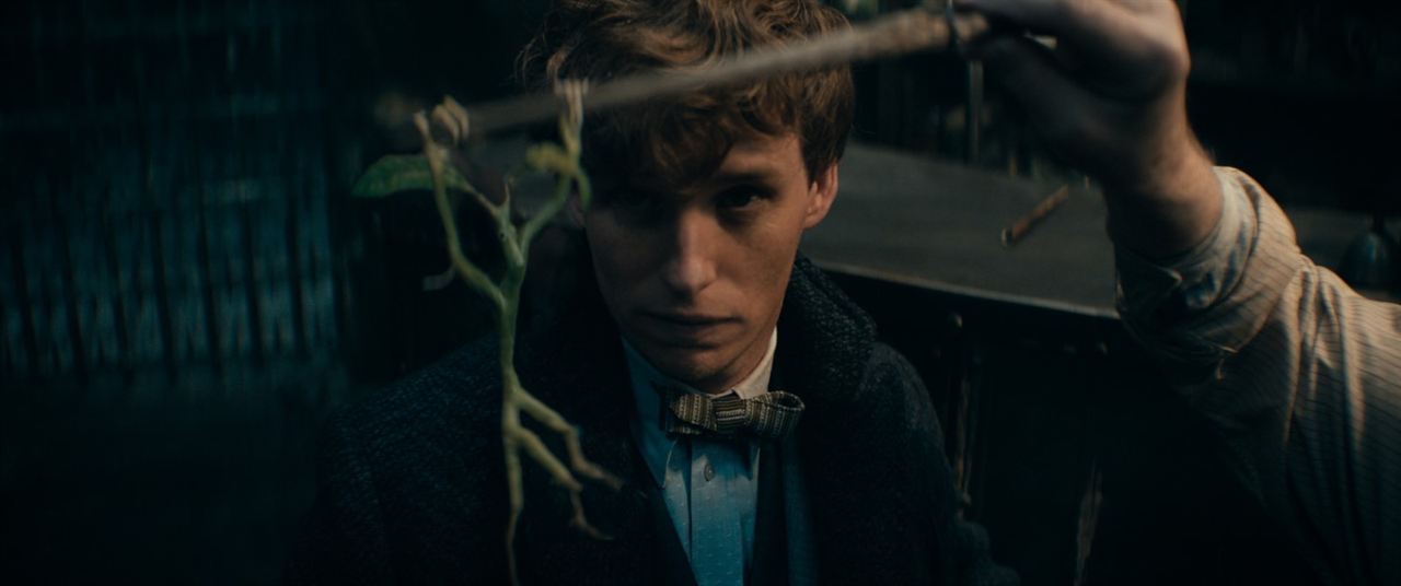 Phantastische Tierwesen 3: Dumbledores Geheimnisse : Bild Eddie Redmayne