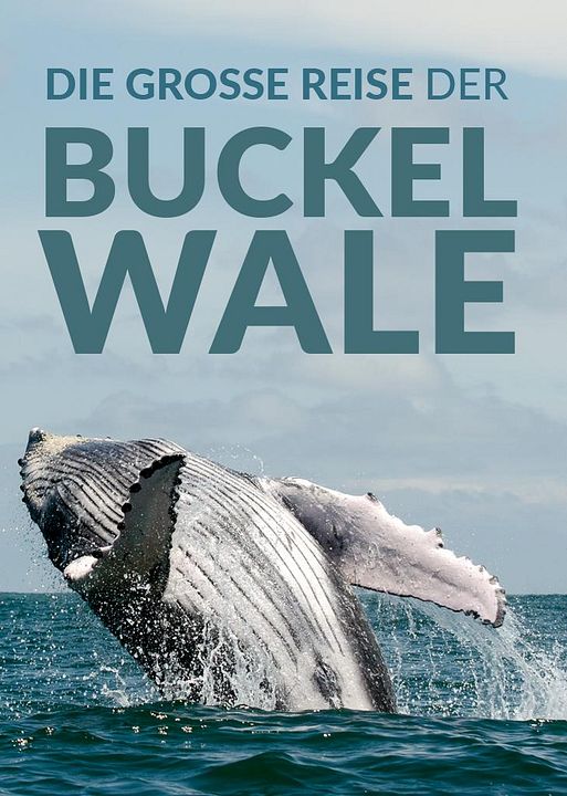 Die große Reise der Buckelwale : Kinoposter