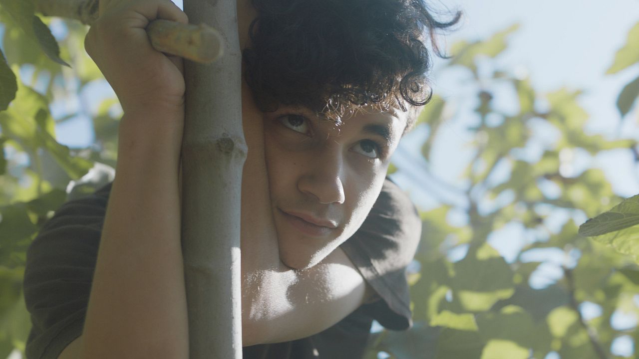 Under The Fig Trees : Bild